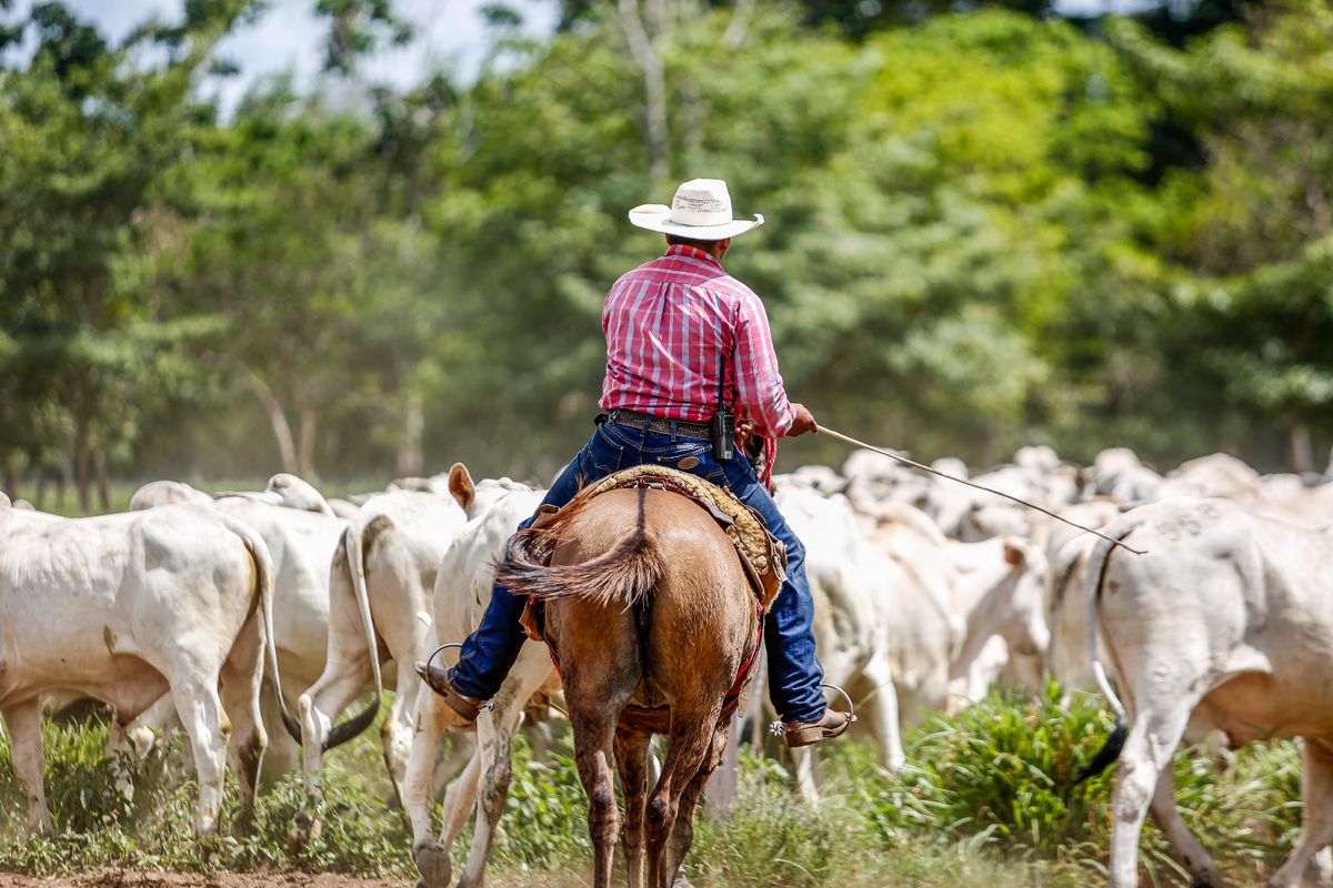 Vaqueiro com chapéu de palha conduzindo gado, região do Pará