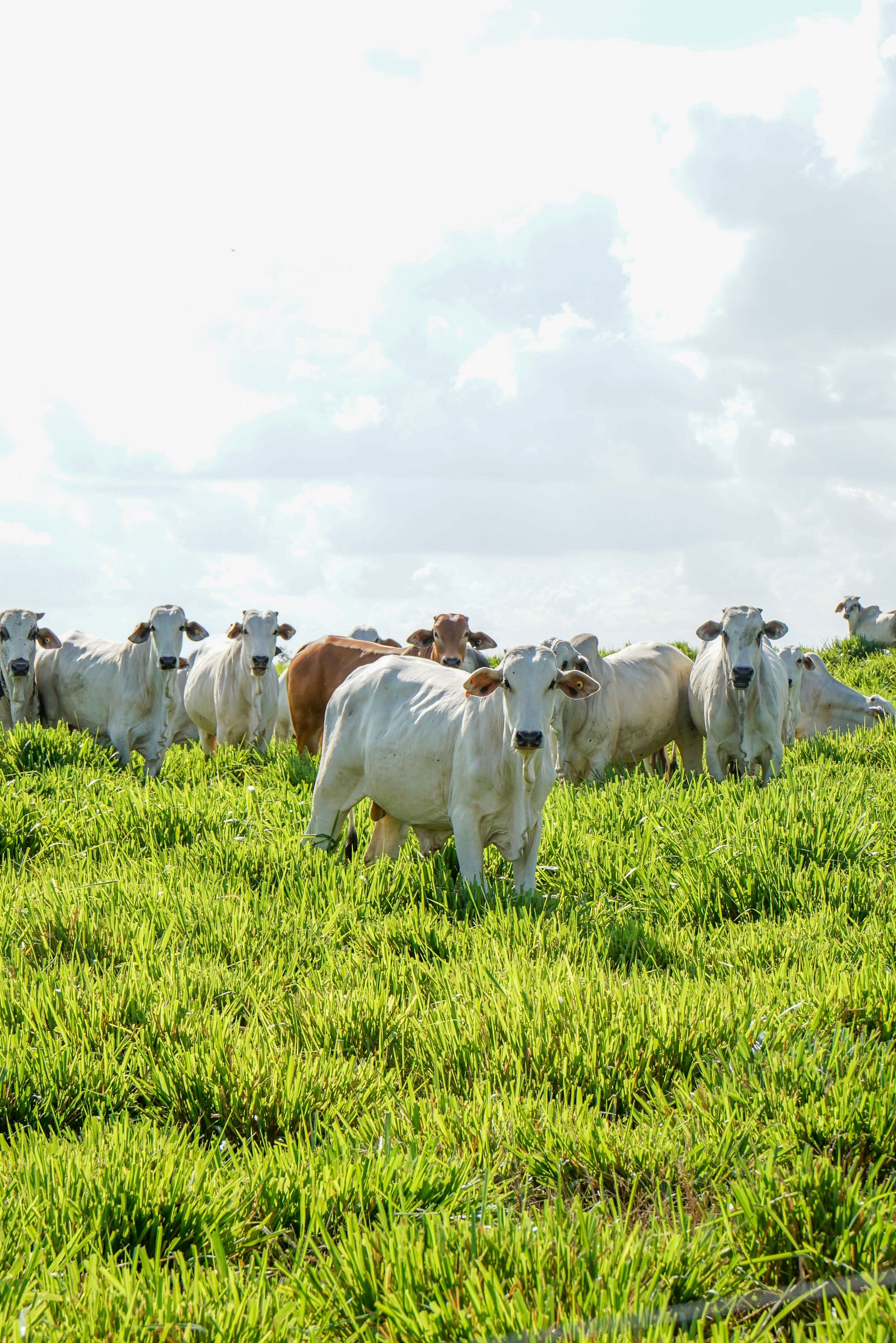 Gado nelore em pasto verde formado, Pará